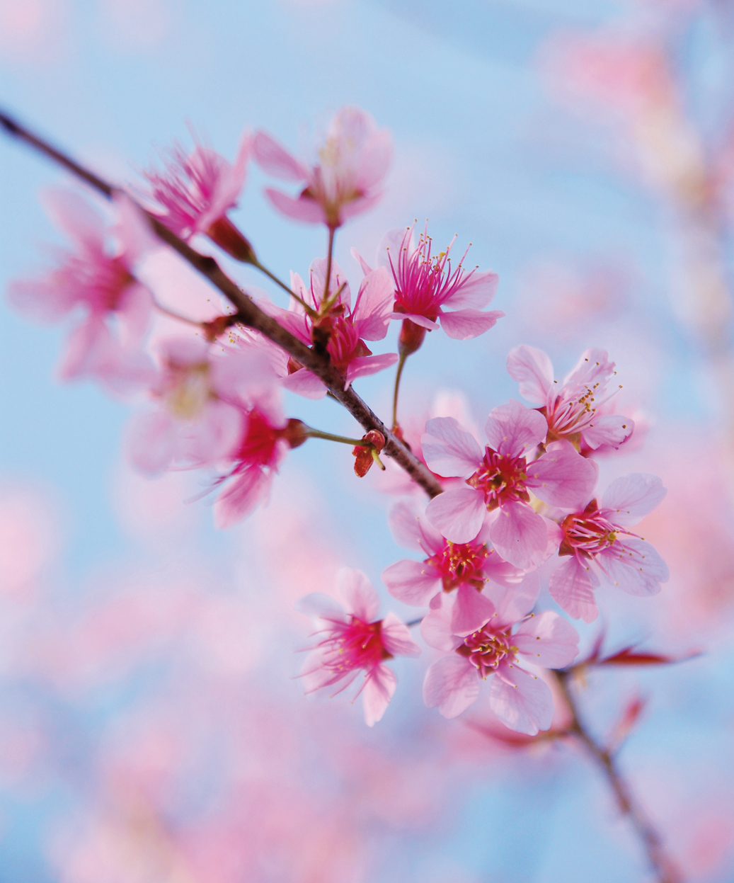 A branch full of pink blossom