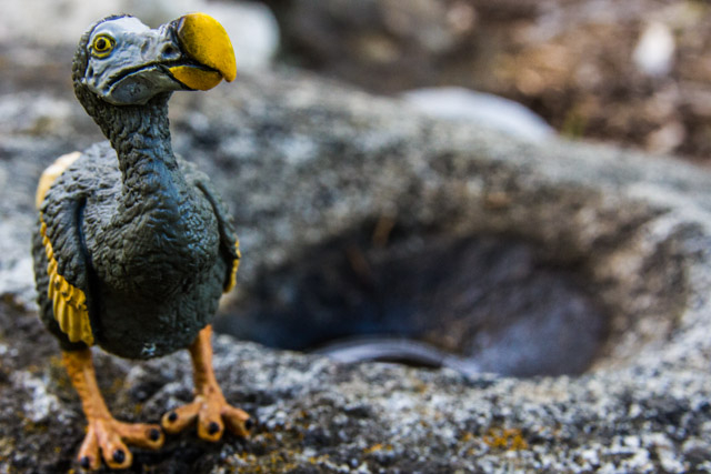 Dodo bird on rock