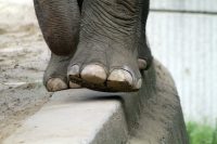 Elephant’s foot