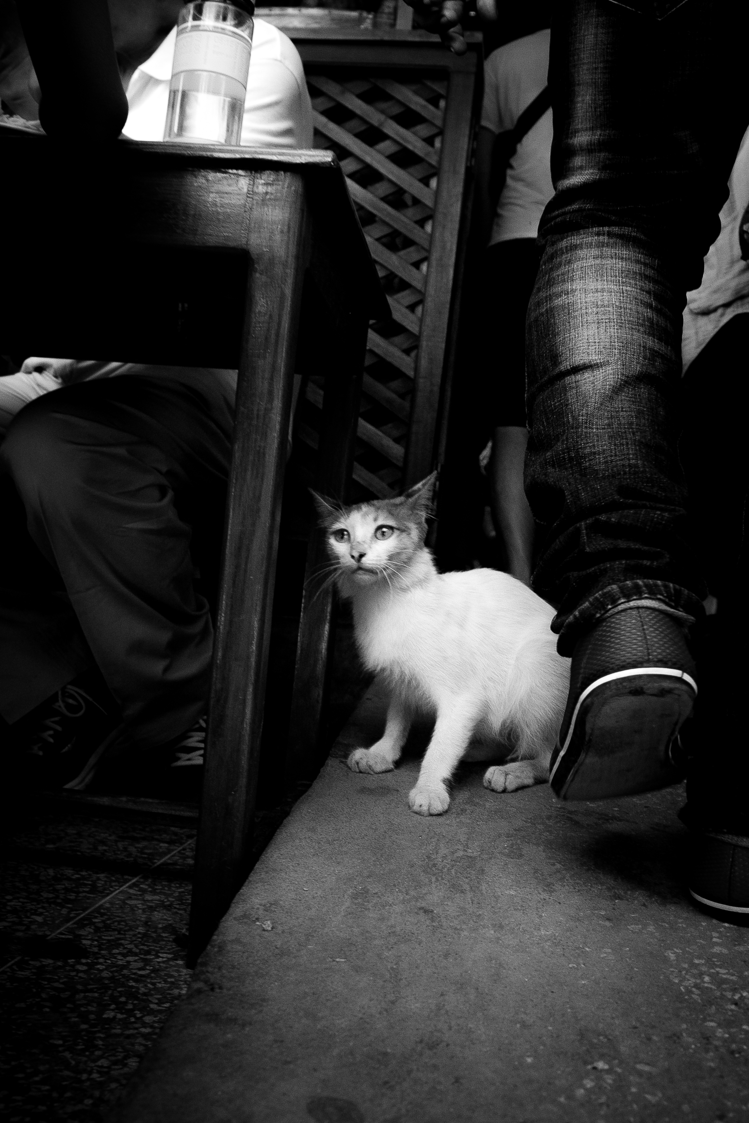 photographs: cat avoiding the feet of pedestrians, black and white